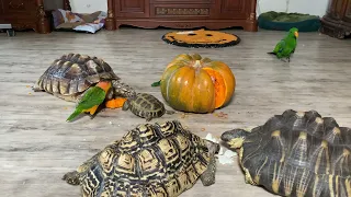 Happiness is when they gave a whole pumpkin in the middle of the room.ТЫКВА это всё что нужно для😋😛🤩