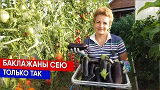 Баклажаны сею только так