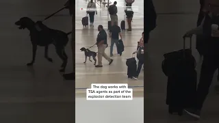 Watch: A #TSA handler aggressively pulls an explosive detection #dog at #Detroit Metro Airport.