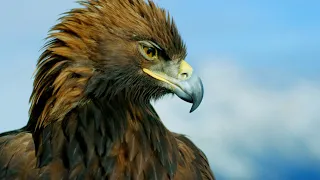 La majestuosa águila real | National Geographic España