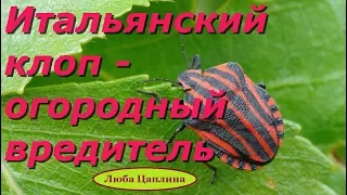 Итальянский клоп - огородный вредитель