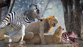 Too Brave! Strong Mother Zebra Comes To Rescue Poor Baby Zebra Running Away From Lion-Lion Vs Zebra