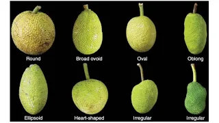 Noa Kekuewa Lincoln   Breadfruit Varieties