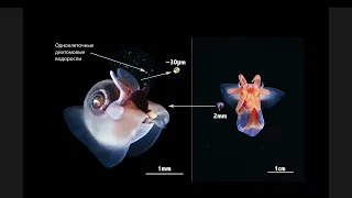 Подводный фотограф и морской биолог Александр Семёнов #объяснитенормально