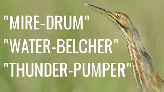 5 Interesting Facts About the American Bittern (Call, Sound, Song, Neck)