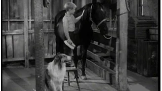 Lassie - Episode #237 - "The Wild Horse" - Season 7 Ep. 18 -  01/15/1961