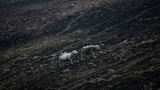 В Австралии более миллиарда животных погибли во время лесных пожаров