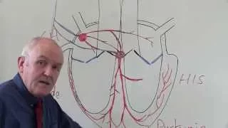 Cardiovascular System 3, Heart, electrical system