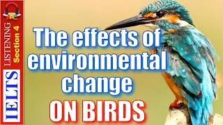 Cambridge IELTS Listening Practice | Section 4 | The effects of environmental change on birds