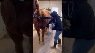 Penn Foster Externship 2 Skill #41 Equine Tail & Leg Wrap