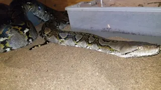15ft reticulated python