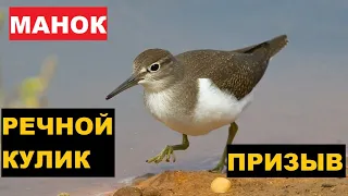 🔊ГОЛОС (МАНОК) КУЛИК РЕЧНОЙ ПРИЗЫВ