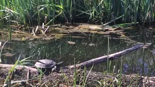 Редкие болотные черепахи на пруду в Туле