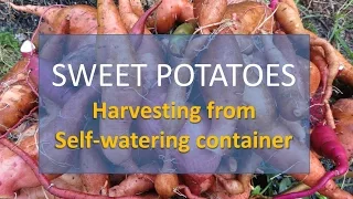 Harvesting Sweet Potatoes from Self-Watering Container