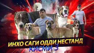 ИНХО САГИ ОДДИ НЕСТАН   кисми 3