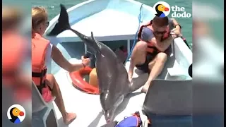 Dolphin JUMPS ON BOAT | The Dodo