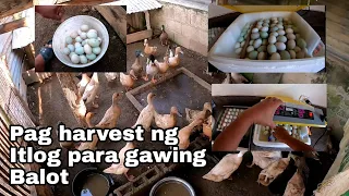 Pagharvest ng Itlog ng Itik at Paano gumawa ng Balot