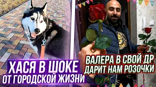 Хася не понимает гордских собачек. У Валеры ДР. Возим Хасю на капельницы.