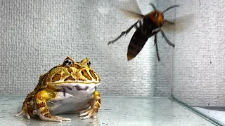 The giant hornet queen is flying / Pacman frog , African bullfrog【LIVE FEEDING】