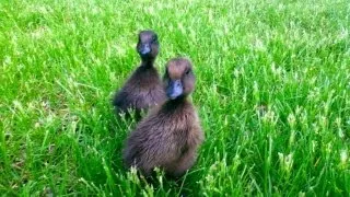 Annoyed Dog Followed Everywhere by Baby Ducks