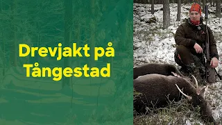 Drevjakt i Östergötland med Daniel Hjort