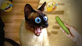 😻🐱 Funniest Cats and Dogs 🙀😻 Funniest Animals 2024 # 51