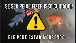 Se seu Peixe fizer isso cuidado, ele pode estar morrendo!⚠⚠