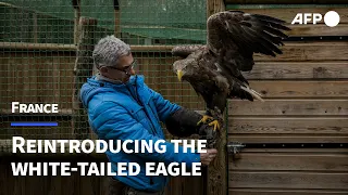 Almost forgotten in France, Europe's largest eagle fights for its survival | AFP