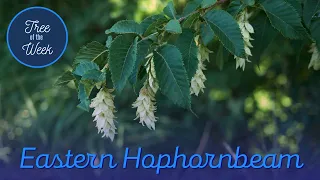 Tree of the Week: Eastern Hophornbeam