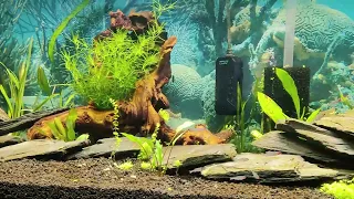 More Fish, more fry & dirted tank update