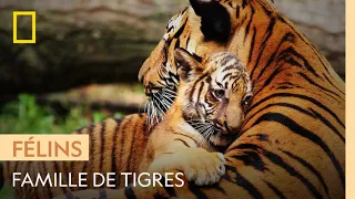 Moments intimes entre une maman tigre et ses petits