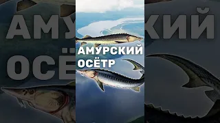 Исчезающее богатство: Амурский осётр - вид на грани исчезновения. Осетровые рыбы #shorts