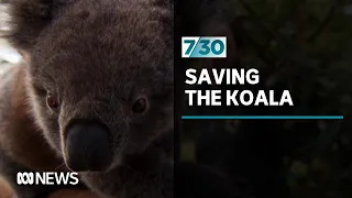 Kangaroo Island's surviving koalas may help protect the species in the long-term | 7.30