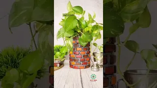 Let's recycle cookies tin 😍 | planter | Home Garden #shorts #explore #diy