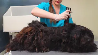 Grooming a Street Dog Who Had a Lucky