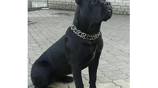 щенок кане корсо и ребенок.  cane Corso puppy and kid