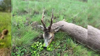 Proljetni lov na srnjaka + odstrel | Spring roebuck hunt 🍀🌳🦌