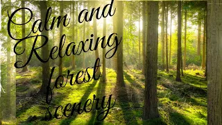 Calm and Relaxing Oddly Satisfying Forest Scenery