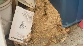 Shop Vac vs Wasp Nest crazy wasp nest in customers garage