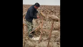 Sunflower seed harvesting, Factory Real Shot 125