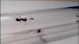 Messor structor vs Lasius niger