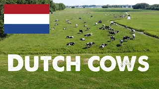 Dutch cows | The Netherlands 🇳🇱| Droneshots | DJI Mavic Mini 2,7k