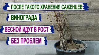 🍇 Не ПОШЛИ в рост САЖЕНЦЫ ВИНОГРАДА весной? Вот как нужно хранить саженцы в погребе. 100% результат.