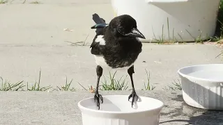 goofy magpie taking a small bath, then a big bath