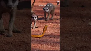 Deadly venomous Cape cobra vs. meerkats!