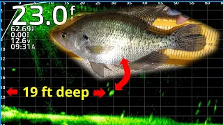 LATE SPRING OPEN-WATER CRAPPIE FISHING LIVESCOPE!!