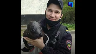 В Петербурге полицейские спасли нерпенка