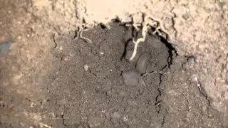 Tortoise hatching from ground