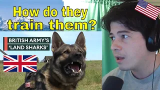 American Reacts British Army Dogs | Land Sharks