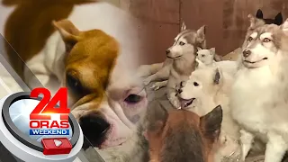 Namayapang pets, puwedeng ipa-taxidermy para mapreserba ang kanilang katawan | 24 Oras Weekend